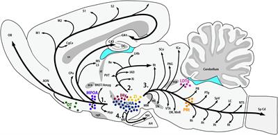 The Melanin-Concentrating Hormone as an Integrative Peptide Driving Motivated Behaviors